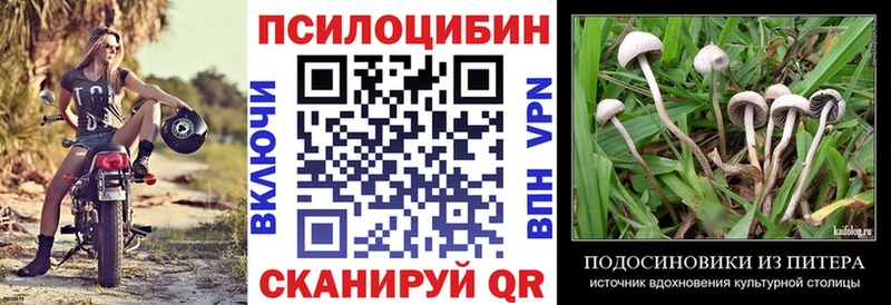 Псилоцибиновые грибы Psilocybine cubensis  Красногорск 